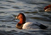 Canvasback - Aythya valisineria