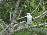 White Hawk - Leucopternis albicollis