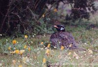 Black Bustard - Eupodotis afra