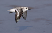 Sanderling (Calidris alba) photo