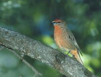 Hepatic Tanager (Piranga flava) photo