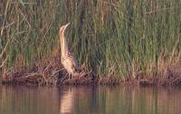 Great Bittern (Botaurus stellaris) photo