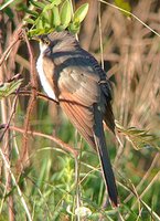 Yellow-billed Cuckoo - Coccyzus americanus