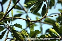Gray-rumped Treeswift - Hemiprocne longipennis