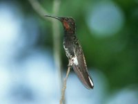 Black Jacobin - Florisuga fuscus