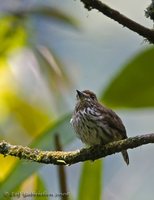 Lanceolated Monklet - Micromonacha lanceolata