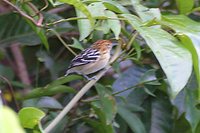 Amazonian Antwren - Myrmotherula multostriata