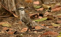 Long-tailed Mockingbird - Mimus longicaudatus