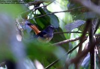 Rufous-tailed Shama - Trichixos pyrropyga
