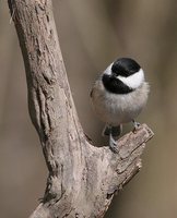 Carolina Chickadee - Poecile carolinensis