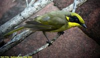 Yellow-tufted Honeyeater - Lichenostomus melanops