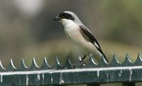 Lesser Gray Shrike - Lanius minor