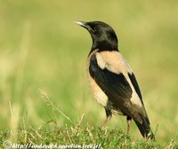 Rosy Starling - Pastor roseus