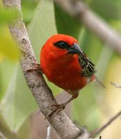 Red Fody - Foudia madagascariensis