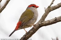 Red-browed Firetail - Neochmia temporalis