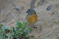 Gray-hooded Sierra-Finch - Phrygilus gayi