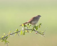 Botteri's Sparrow - Aimophila botterii