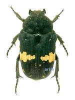 Glycyphana fulvistemma - 검정꽃무지