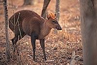 Truong Son Muntjac (Muntiacus truongsonensis) Photo ?? George Schaller Courtesy of API