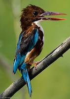 White-bellied Kingfisher (Alcedo leucogaster)