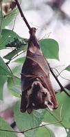 Epauletted Fruit Bat