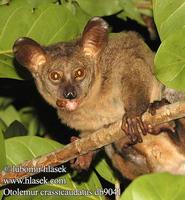 Otolemur crassicaudatus UK: Greater Galago