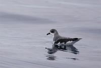 Pycroft's Petrel