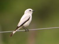 White Monjita (Nick Athanas)