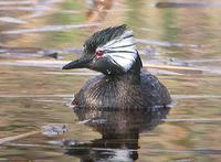 White-tufted Grebe