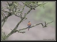 American Kestrel