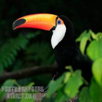 Toco Toucan ( Ramphastos toco ) stock photo