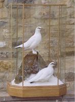 Pair of Ptarmigan