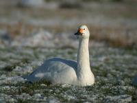 Bewick's Swan