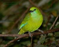 Blue-winged Leafbird - Female