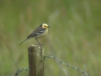 Citrine Wagtail (Motacilla citreola)