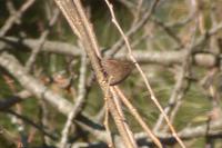 Winter Wren Troglodytes troglodytes 굴뚝새