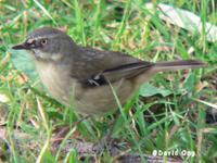 White-browed Scrubwren