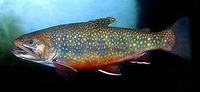 Brook Trout (Char) Salvelinus fontinalis