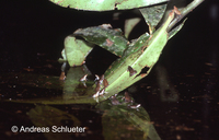 : Chiasmocleis ventrimaculata