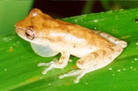 : Dendropsophus berthalutzae