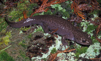 : Dicamptodon aterrimus; Idaho Giant Salamander