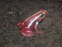 : Epipedobates tricolor
