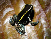 : Phyllobates lugubris; Striped Poison-dart Frog