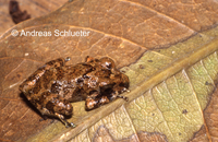 : Pristimantis carvalhoi