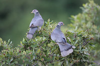 : Columba fasciata; Band-tailed Pigeon