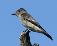 : Contopus sordidulus; Western Wood Pewee