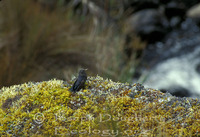 : Metallura baroni; Violet-throated Metaltail Hummingbird