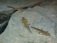 : Taricha sierrae; Sierra Newt