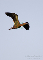 : Plegadis chihi; White-faced Ibis