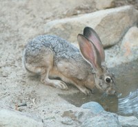 : Lepus californicus; Black-tailed Jackrabbit